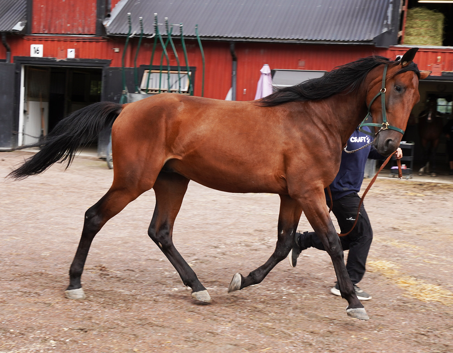 Jackaroo 260817-2
